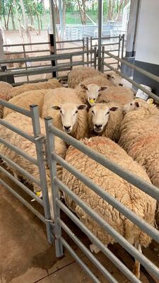 High Quality Galvanized Sheep Panels Sheep Fence Panels Waterproof Heavy Duty Rural Fencing