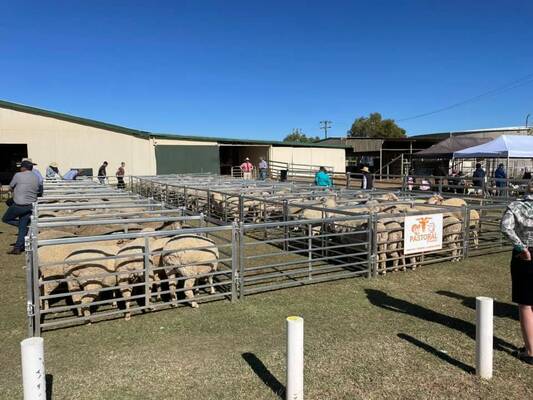 Galvanized Wire Mesh Sheep Pen Fence Providing Strong Protection and Long Lasting Durability for Agricultural