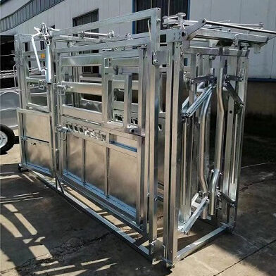 Adjustable Heavy Duty Cattle Crushes Suitable for Different Cattle Breeds and Sizes Enhancing Handling Efficiency