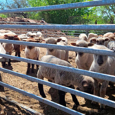 Heavy Duty Welded Wire Sheep Fence Panel Suitable for Pasture Protection and Animal Enclosure Applications