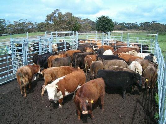 Galvanized Steel Heavy Duty Cattle Fence Long Lasting Durable Wire Mesh Livestock Fence for Effective Animal Control