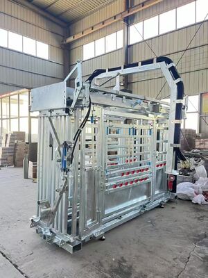 Galvanized Cattle Crush With Weighing Scale