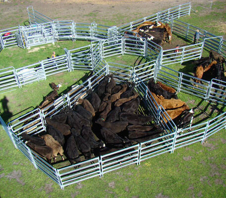 Heavy Gauge Steel Horse Panel Fence Providing Maximum Strength and Durability Ideal for Large Scale Livestock Management