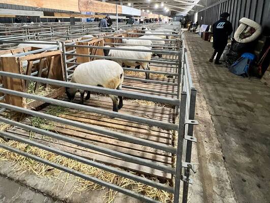 High Quality Galvanized Sheep Panels Sheep Fence Panels Waterproof Heavy Duty Rural Fencing
