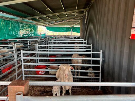Flexible Rust Resistant Farm Livestock Fence Durable Wire Mesh Panels Easy Installation for Effective Animal Containment