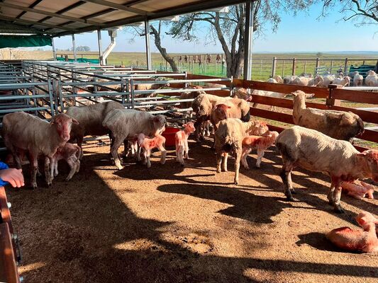 Heavy Duty Galvanized  Sheep Panel For Farm Sheep Yard Portable Livestock