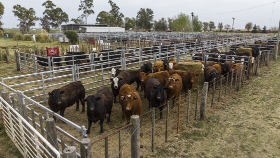 Durable Heavy Duty Welded Steel Cattle Panel Fence Strong Livestock Enclosure Panels Suitable for Farm and Ranch