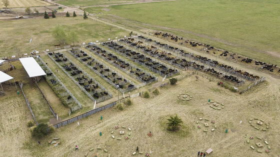 Portable Livestock Panel Fence Easy to Install Modular Panels Suitable for Temporary or Permanent Animal Enclosures