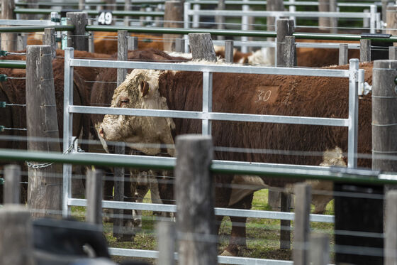 Portable Livestock Panel Fence Easy to Install Modular Panels Suitable for Temporary or Permanent Animal Enclosures