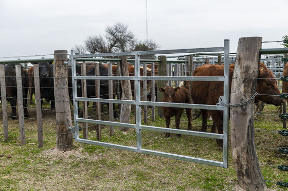 Portable Livestock Panel Fence Easy to Install Modular Panels Suitable for Temporary or Permanent Animal Enclosures