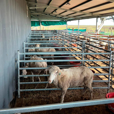 Strong Durable Galvanized Steel Sheep Enclosure Panel Heavy Duty Corrosion Resistant Fence for Livestock Containment