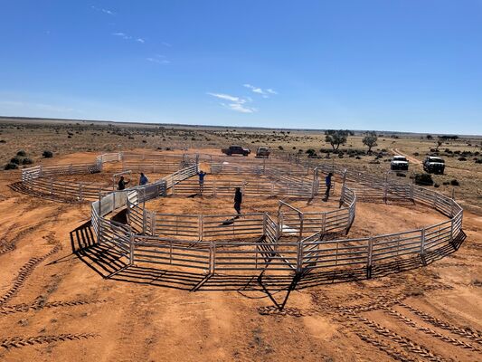 Galvanized Wire Mesh Sheep Pen Fence Providing Strong Protection and Long Lasting Durability for Agricultural