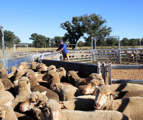 Galvanized Wire Mesh Sheep Pen Fence Providing Strong Protection and Long Lasting Durability for Agricultural