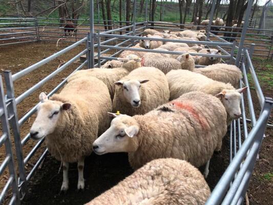 Galvanized Steel Wire Mesh Sheep Livestock Fence Durable Heavy Duty Construction for Animal Containment and Farm Security