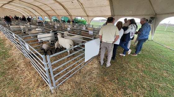 Galvanized Steel Wire Mesh Sheep Livestock Fence Durable Heavy Duty Construction for Animal Containment and Farm Security