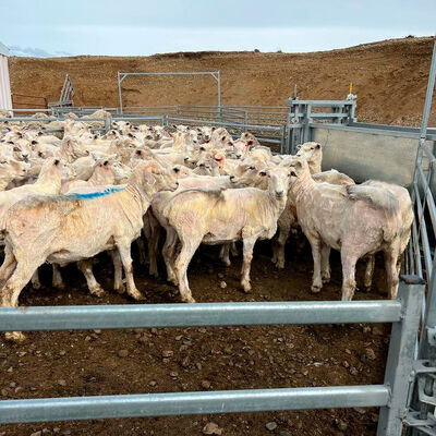 Pre Galvanized Sheep Mesh Panel Providing Excellent Corrosion Protection and Structural Integrity for Animal Enclosures