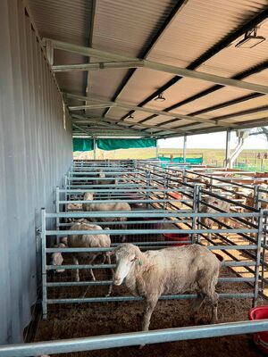 Pre Galvanized Sheep Mesh Panel Providing Excellent Corrosion Protection and Structural Integrity for Animal Enclosures