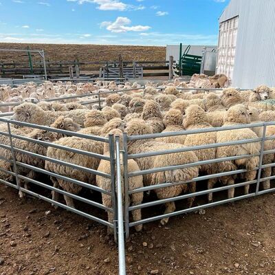 Pre Galvanized Sheep Mesh Panel Providing Excellent Corrosion Protection and Structural Integrity for Animal Enclosures