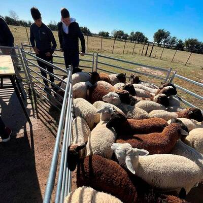 Weather Resistant Sheep Fence Panel Constructed from Galvanized Steel Suitable for Farm Security and Livestock Management