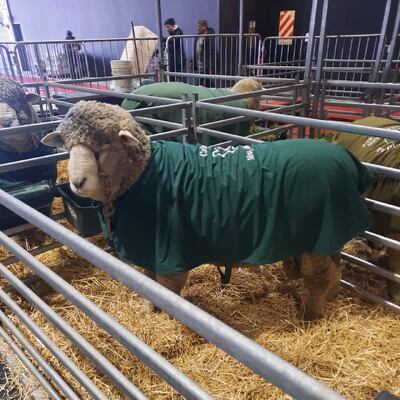 Weather Resistant Sheep Fence Panel Constructed from Galvanized Steel Suitable for Farm Security and Livestock Management