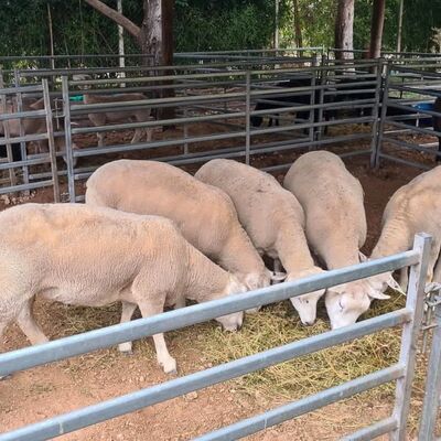 Galvanized Steel Sheep Wire Fence Panel Designed to Provide Secure and Durable Livestock Containment Solutions