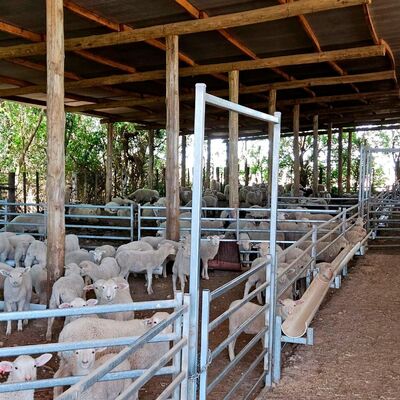 Galvanized Steel Sheep Wire Fence Panel Designed to Provide Secure and Durable Livestock Containment Solutions