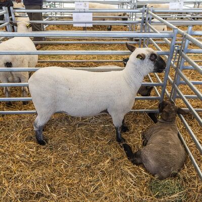 Galvanized Steel Sheep Wire Fence Panel Designed to Provide Secure and Durable Livestock Containment Solutions