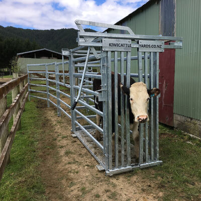 Steel Frame Portable Cattle Crushes Strong Durable Livestock Equipment Offering Easy Transportation and Animal Restraint