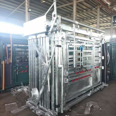 Xúc cừu bằng cân