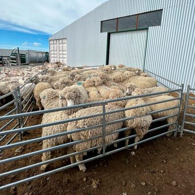 Pre Galvanized Sheep Mesh Panel Providing Excellent Corrosion Protection and Structural Integrity for Animal Enclosures