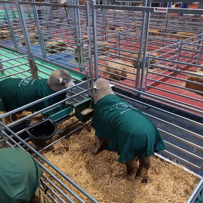 Weather Resistant Sheep Fence Panel Constructed from Galvanized Steel Suitable for Farm Security and Livestock Management